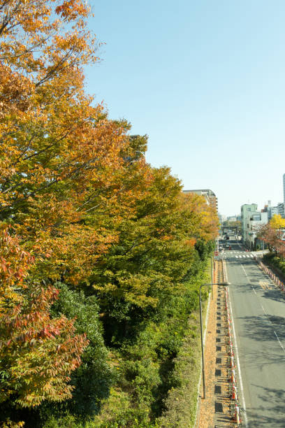 istock Kiba park in autumn 873558026