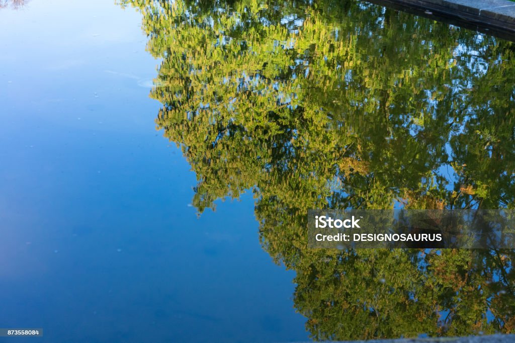 Reflection View Big Tree Water Reflection Mirror View With Blue Sky Stock Photo ...