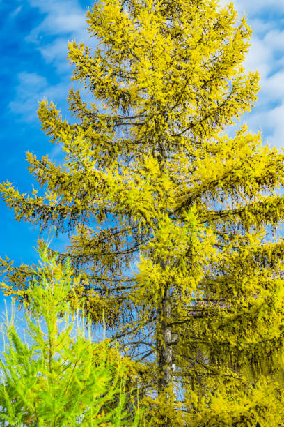 Coniferous tree larch yellow needles against the blue sky, autumn landscape