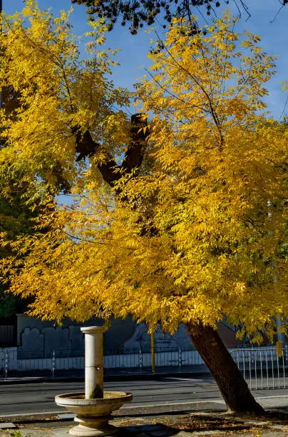 Photo of Branch of auntual  yellow foliage with fountain in Popular Zaimov park