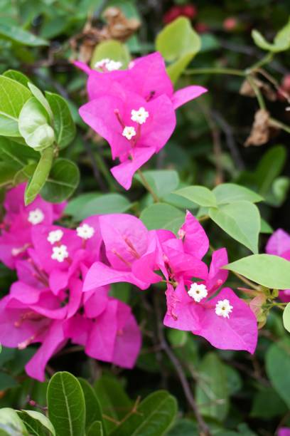 istock pink Bougainvillea flower 873566574