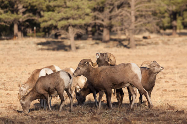 istock Bighorn Sheep in the Fall Rut 873567314