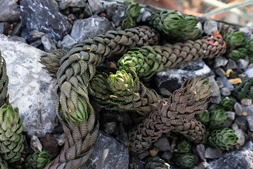 haworthia coarctata cactus plant with grey stones close up