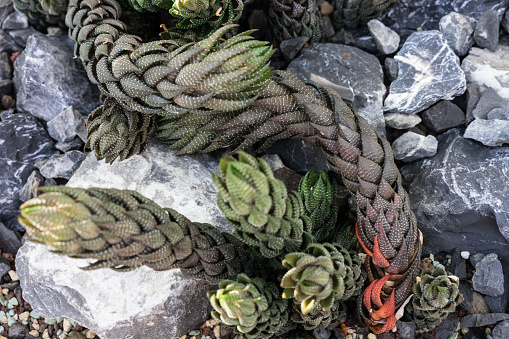 haworthia coarctata cactus plant with grey stones close up