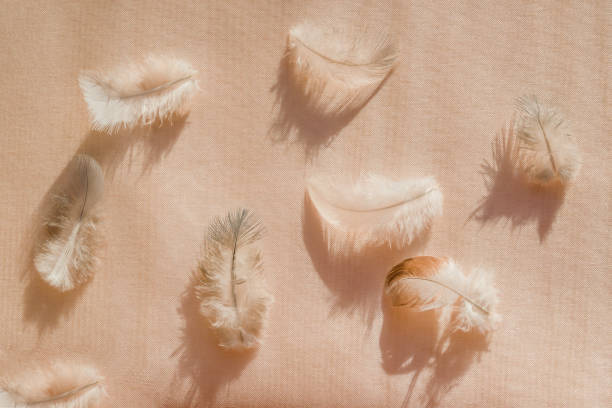istock Background of little white feather bird dove 873571864