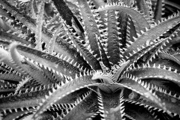 istock cactus or succulent with filter effect retro vintage style 873572048