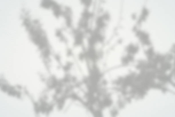 istock abstract background textuer of shadows leaf on a concrete wall. 873577046
