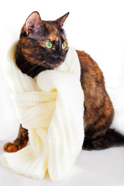 istock Cat in a knitted woolen scarf, a white background 873577354