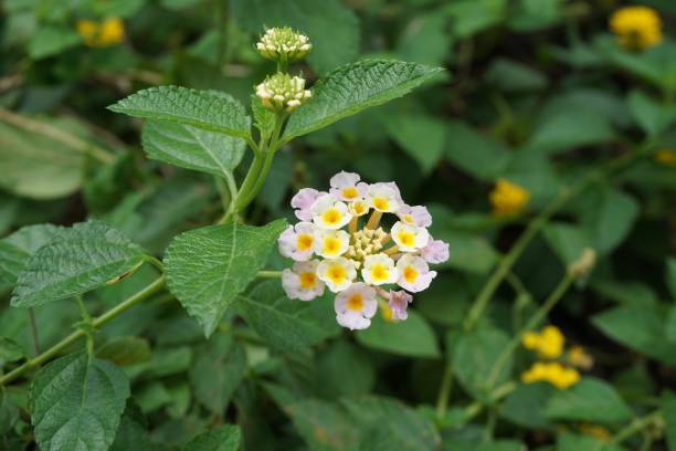 istock lantana camara flower 873577720
