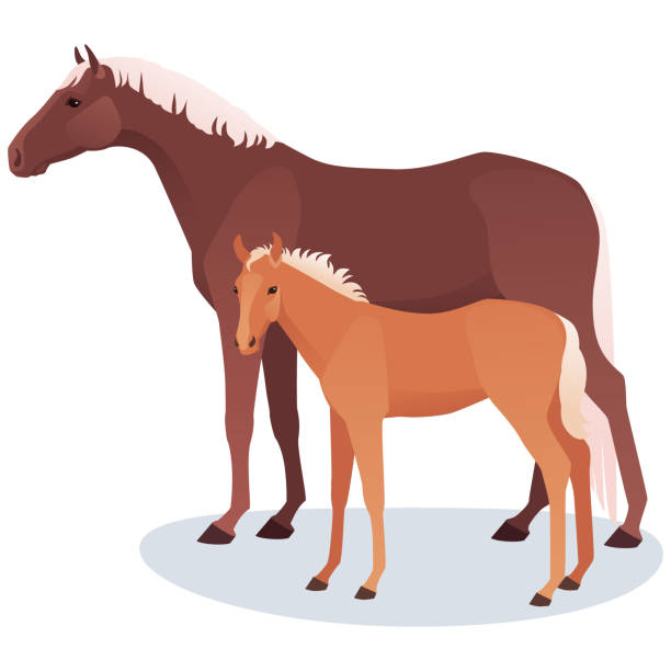 ilustraciones, imágenes clip art, dibujos animados e iconos de stock de ilustración de vector de yegua y potro. caballo adulto con su bebé, cub - colts