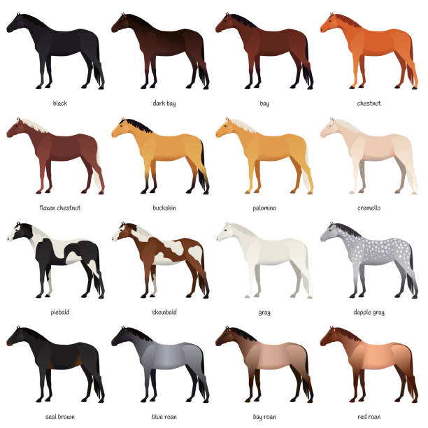 kolekcja wektorowa różnych kolorów płaszczy konia - czarny, zatoka, kasztan, palomino, cremello, buckskin, dapple szary, pinto, roan - palomino stock illustrations
