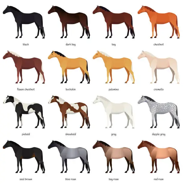 Vector illustration of Vector collection of various horse coats colors - black, bay, chestnut, palomino, cremello, buckskin, dapple gray, pinto, roan