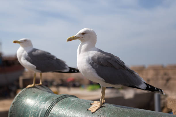 istock Essaouira, the wind city. 873577980