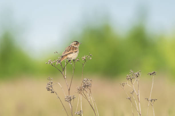 istock Beautiful nature scene with bird whinchat (Saxicola rubetra). 873578396