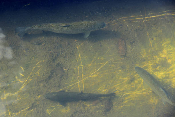 istock Rainbow trout in the water 873581034