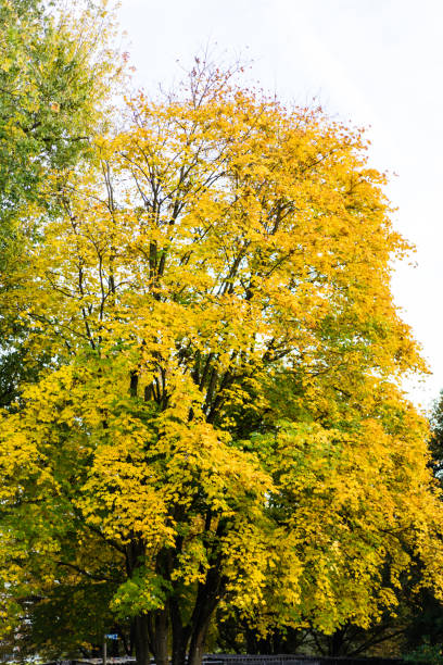 istock yellow tree in autumn standing in park 873581900