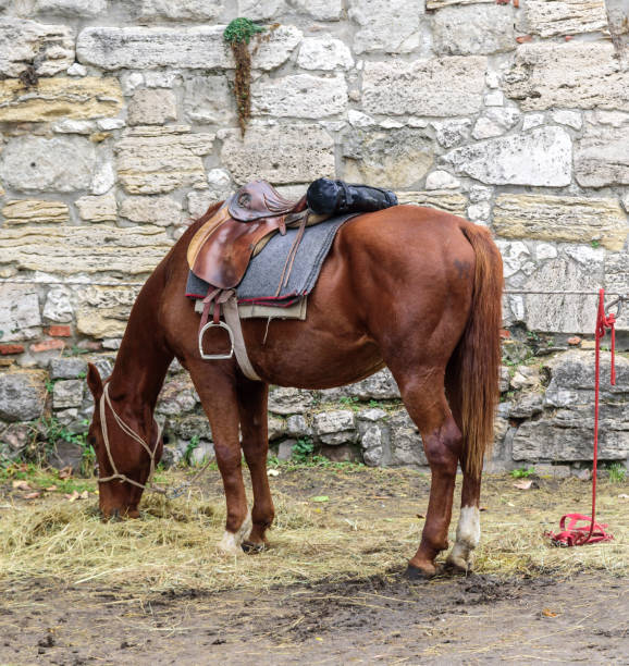cavallo da equitazione con sella - livestock horse bay animal foto e immagini stock