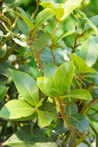 istock Bunch of green fresh bay leaf background vertical 873584548