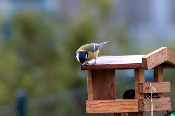istock Titles feed in a feeder in autumn 873585360
