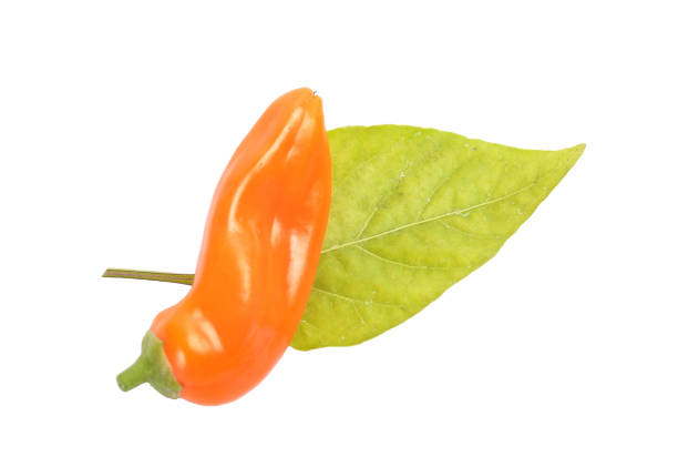 istock Orange ball pepper on leave isolated 873585738