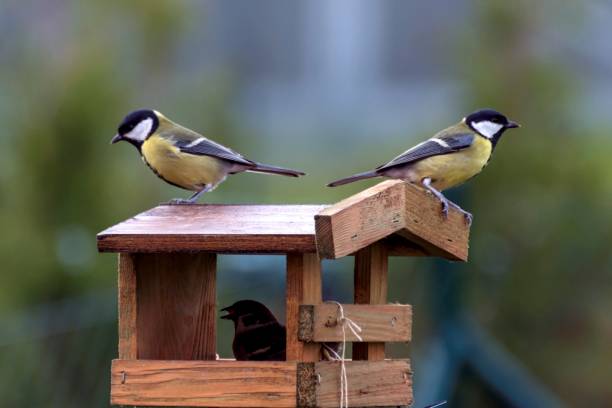 istock Titles feed in a feeder in autumn 873586102