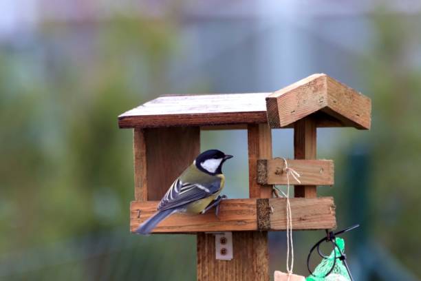 istock Titles feed in a feeder in autumn 873586630