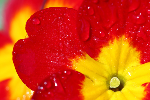 Extreme close up of red Primrose flowers with water drops