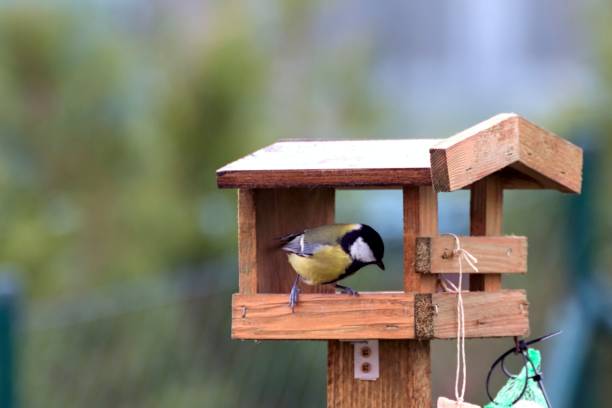 istock Titles feed in a feeder in autumn 873586882