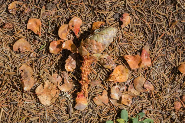 Photo of Animal tracks: Red Squirrel.