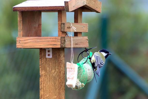 istock Titles feed in a feeder in autumn 873590156