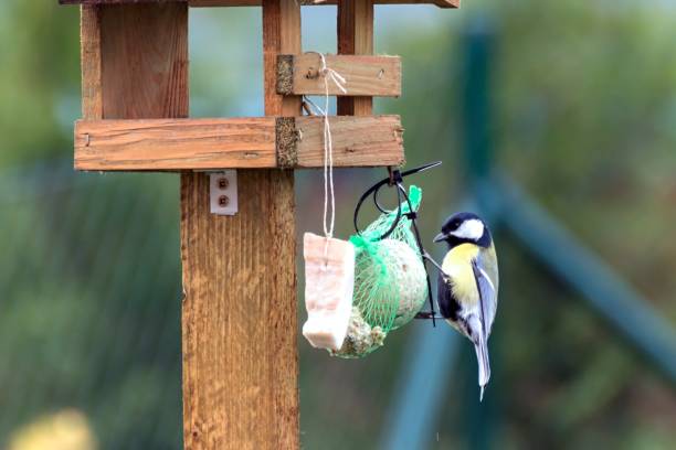 istock Titles feed in a feeder in autumn 873590166