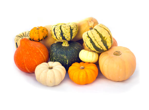 Pumpkins collection isolated on white - fotografia de stock