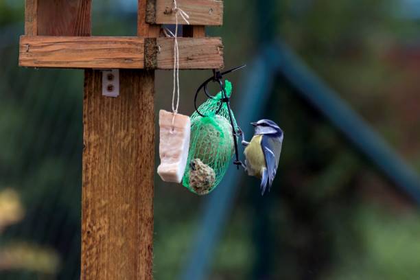 istock Titles feed in a feeder in autumn 873591064