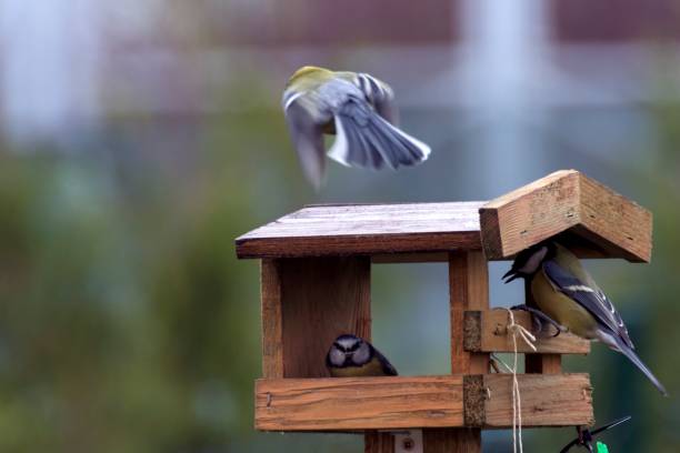 istock Titles feed in a feeder in autumn 873591280