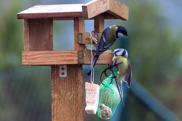 istock Titles feed in a feeder in autumn 873591288