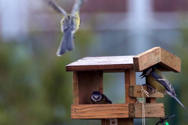 istock Titles feed in a feeder in autumn 873593578