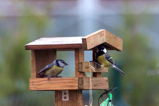 istock Titles feed in a feeder in autumn 873593680