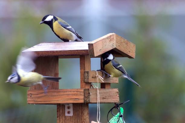 istock Titles feed in a feeder in autumn 873593904