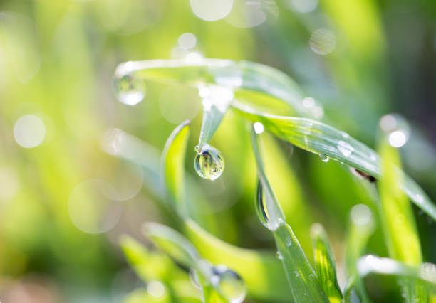 istock dew on the grass in nature 873594478