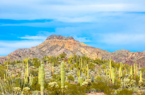 órgano pipe cactus national monument de arizona - cactus florecientes en condiciones áridas en el desierto de sonora - organ pipe cactus fotografías e imágenes de stock