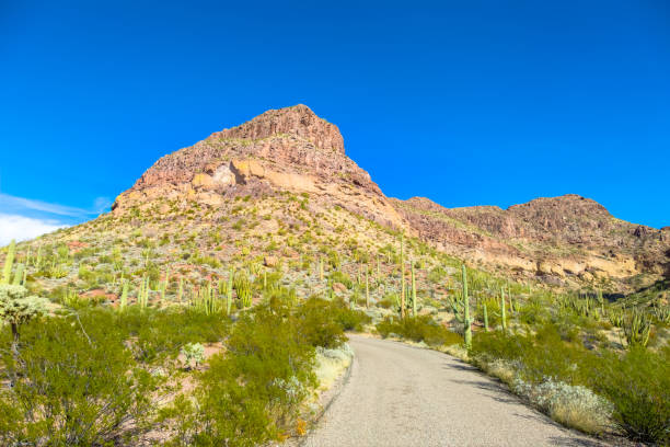 organ pipe cactus national monument dans le désert de sonora de l’arizona - ajo mountain drive loop road semble vanish au milieu des cactus car il conduit à la chaîne de montagnes ajo. - organ mountain range photos et images de collection