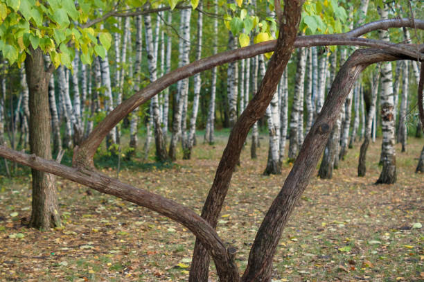 Ancient arboretum on the northwest Caucasus