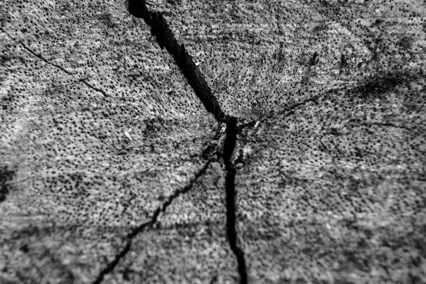 istock Close-up wood bark of tree back and white background and texture, with copy space using as background texture and wallpaper. 873601262