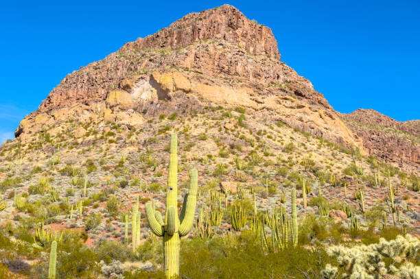organ pipe cactus national monument en désert du arizona de sonora - cactus majestueux et abrupte crête sur la chaîne de montagnes de ajo sous ciel bleu brillan - organ mountain range photos et images de collection