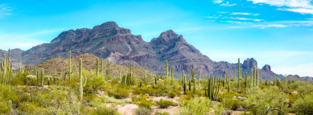 organ pipe cactus national monument au désert de sonora de l’arizona - raide, majestic ajo massif et imposants cactus - organ mountain range photos et images de collection