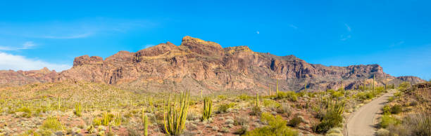 organ pipe cactus national monument en désert du arizona de sonora - ajo mountain drive boucle route coupe par petite portion du désert aride sur son chemin à la chaîne de montagnes ajo. - organ mountain range photos et images de collection