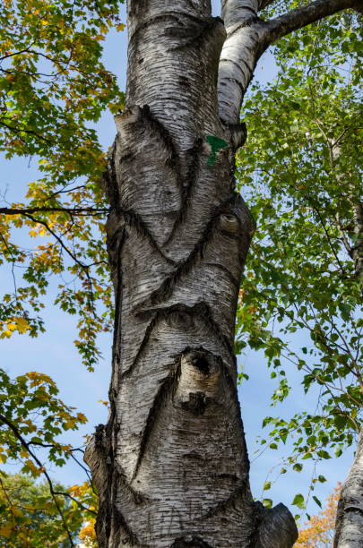 Photo of Birch or Betula alba tree with beauty trunk, bark and leaves in autumn in Popular Zaimov park