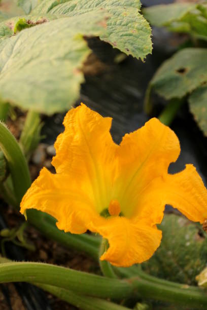 fleur jaune de fleur citrouille sur un champ, slovénie - squash flower plant single flower photos et images de collection