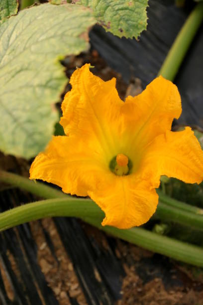 fleur jaune de fleur citrouille sur un champ, slovénie - squash flower plant single flower photos et images de collection