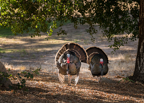 Close up of wild turkey strutting with tail feathers in fan across sun dappled field